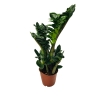Zamioculcas Zenzi zamiokulkas gęsty duży