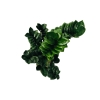 Zamioculcas Zenzi zamiokulkas gęsty duży