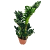 Zamioculcas Zenzi zamiokulkas gęsty duży