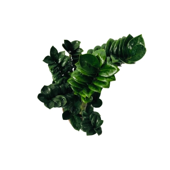 Zamioculcas Zenzi zamiokulkas gęsty duży