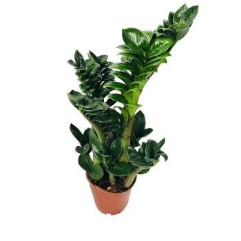 Zamioculcas Zenzi zamiokulkas gęsty duży